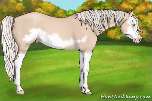 Horse Color: Silver Sable Champagne Dun Splash Frame 