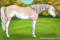 Horse Color:Silver Sable Champagne Dun Splash Frame 