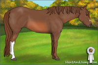 Horse Color:Liver Chestnut 