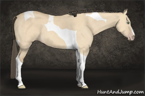 Horse Color: Amber Cream Champagne Dun Tobiano 