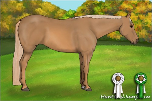 Horse Color: Chestnut 