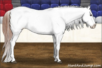 Horse Color:Bay Tobiano Blanket 
