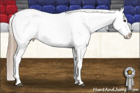 Horse Color:Liver Chestnut Near Leopard 