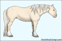 Horse Color:Gold Cream Champagne Dun Tobiano