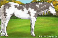 Horse Color:White Spotted Silver Black Splash Frame 