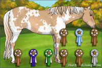 Horse Color:White Spotted Red Dun