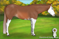 Horse Color:Liver Chestnut Splash 