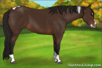 Horse Color:Gray Bay Splash Tobiano