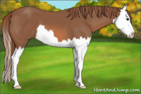 Horse Color:Liver Chestnut Splash 