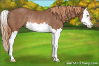 Horse Color:Liver Chestnut Splash Rabicano 