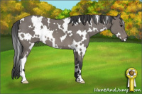 Horse Color:White Spotted Blue Roan 