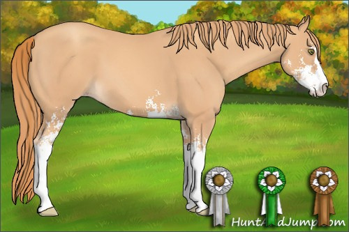 Horse Color: Gold Champagne Sabino 