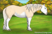 Horse Color:Palomino Dun Splash 