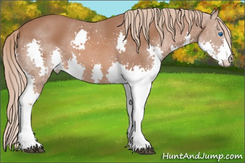 Horse Color: Chestnut Splash 