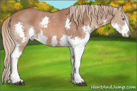 Horse Color:Chestnut Splash 