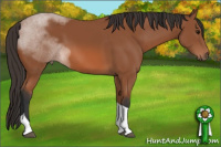 Horse Color:Bay Tobiano 