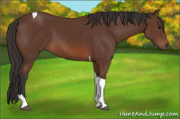 Horse Color:Bay Tobiano 
