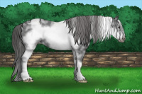 Horse Color:White Spotted Brown Frame Appaloosa Rabicano 