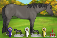 Horse Color:Unknown 