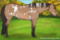 Horse Color:White Spotted Bay Dun 