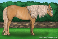 Horse Color:Palomino Rabicano