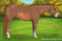 Horse Color:Chestnut Sabino 