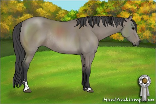 Horse Color: Unknown 