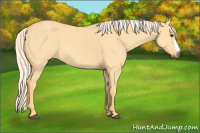Horse Color:Palomino Dun