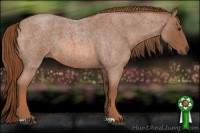 Horse Color:Liver Red Roan 