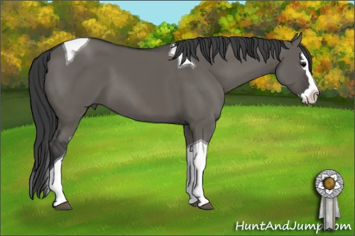 Horse Color: Grullo Splash Tobiano 