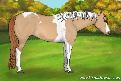 Horse Color: Red Dun Tobiano 