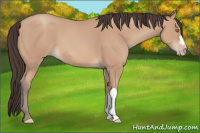 Horse Color:Amber Champagne
