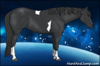 Horse Color:Black Tobiano Rabicano