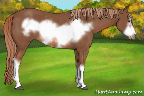 Horse Color: Liver Chestnut Frame Rabicano 