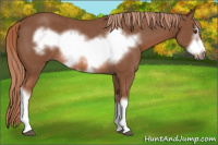 Horse Color:Liver Chestnut Frame Rabicano
