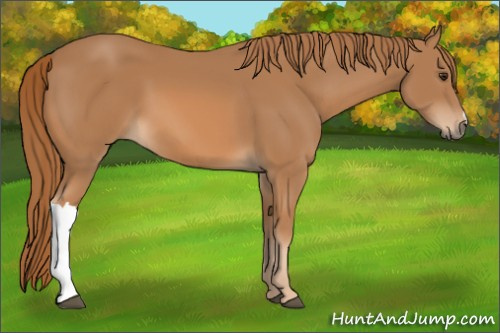 Horse Color: Chestnut 