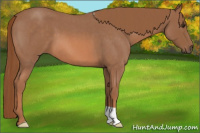 Horse Color:Red Roan