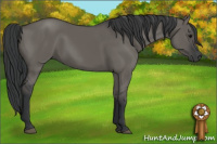 Horse Color:Grullo Rabicano 