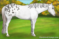 Horse Color:Grullo Appaloosa 