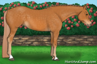 Horse Color:Chocolate Palomino 