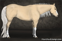 Horse Color:Silver Buckskin 