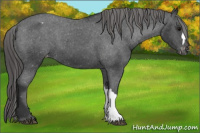 Horse Color:Brown Appaloosa 