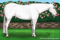 Horse Color:Liver Red Dun Appaloosa 