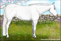 Horse Color:Palomino Appaloosa Rabicano 