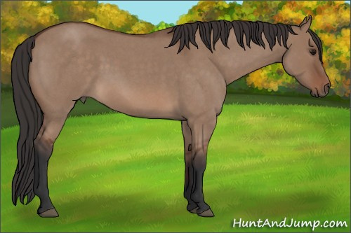 Horse Color: Bay Roan Dun 