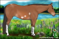 Horse Color:Bay Tobiano Frame 