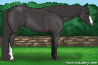 Horse Color:Smoky Blue Roan 