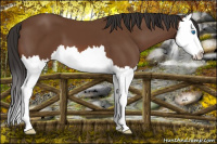 Horse Color:Bay Splash 