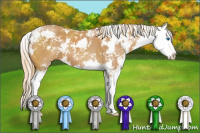 Horse Color:Chestnut Sabino Splash