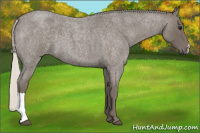 Horse Color:Silver Smoky Blue Roan 